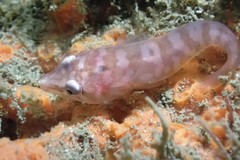 Aspasmogaster costata