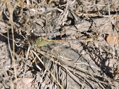 Erpetogomphus crotalinus