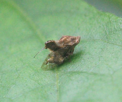 Tapinacaena sigmatoides