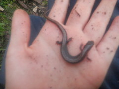 Plethodon dorsalis