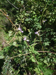Campanula bononiensis
