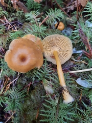 Chrysomphalina chrysophylla