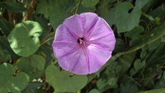 Ipomoea crinicalyx