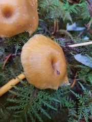 Chrysomphalina chrysophylla