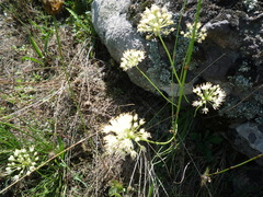 Allium flavescens