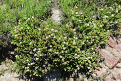 Sedum moranense