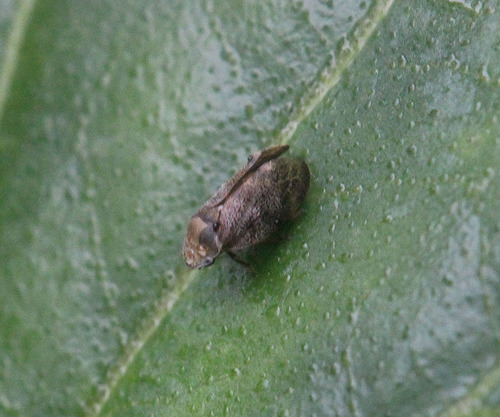 Baibarana longispina in life