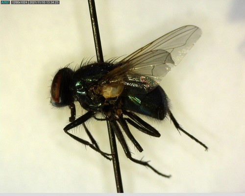 iNaturalist observation photo of Blow Flies