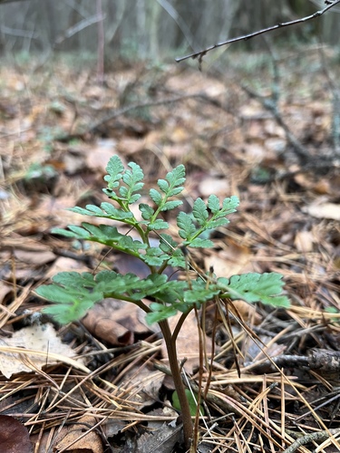 Leathery grapefern (Sceptridium multifidum)