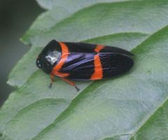 Cosmoscarta egens