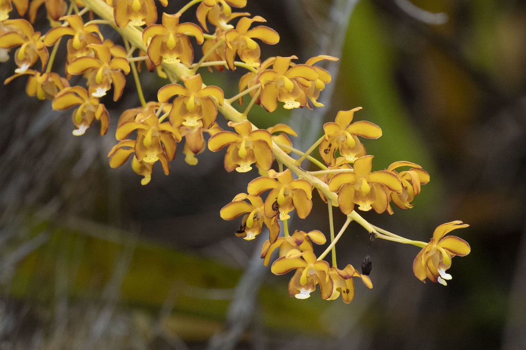 Eriopsis altissima