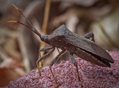 Acanthocephala terminalis