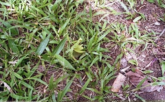 Macromantis hyalina