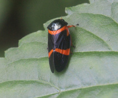 Cosmoscarta egens