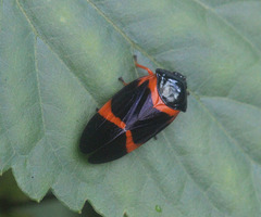 Cosmoscarta egens