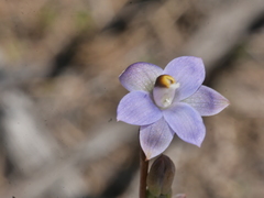 Thelymitra colensoi