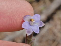 Thelymitra colensoi