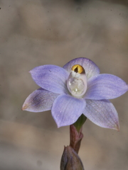 Thelymitra colensoi