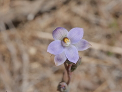 Thelymitra colensoi