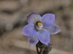 Thelymitra colensoi
