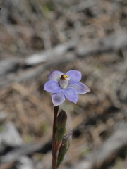 Thelymitra colensoi