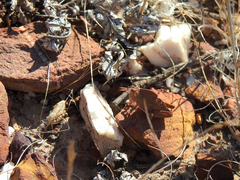 Ocnerodes fallaciosus