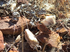 Ocnerodes fallaciosus