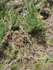 Thelymitra tholiformis