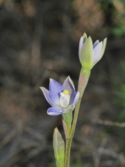 Thelymitra tholiformis