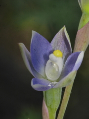 Thelymitra tholiformis