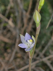 Thelymitra tholiformis