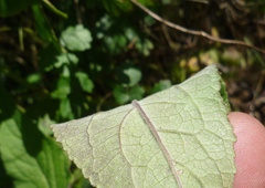 Campanula bononiensis
