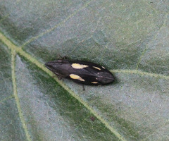 Capnodistes arietarius