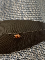 Harmonia axyridis
