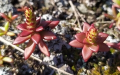 Orostachys maximowiczii