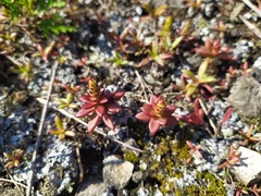 Orostachys maximowiczii