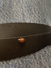 Harmonia axyridis