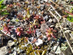 Orostachys maximowiczii