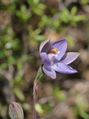 Thelymitra colensoi