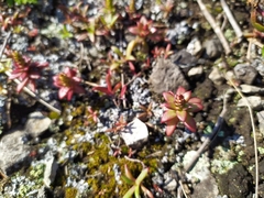 Orostachys maximowiczii