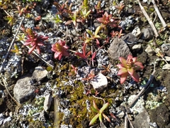 Orostachys maximowiczii