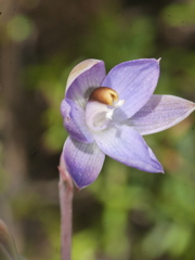 Thelymitra colensoi