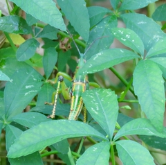 Sphenarium occidentalis