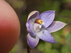 Thelymitra colensoi