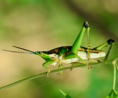 Sphenarium occidentalis
