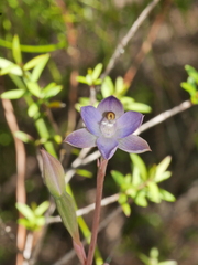 Thelymitra colensoi