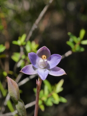 Thelymitra colensoi