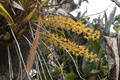 Eriopsis altissima
