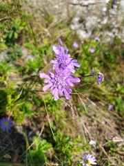 Scabiosa lachnophylla