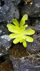 Polypodium macaronesicum azoricum